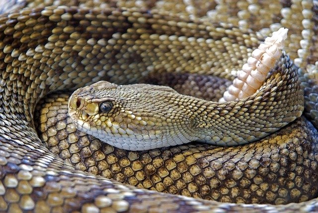 尻尾 蛇