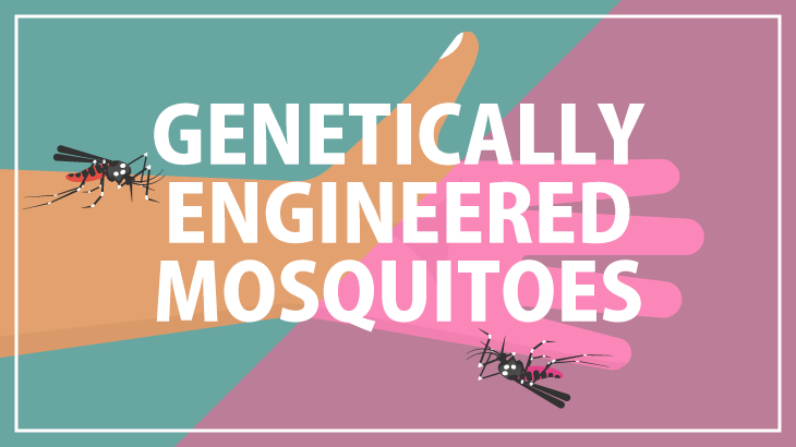 遺伝子組み換え蚊のイラスト