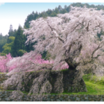 日本には何種類の桜の品種があるか知っていますか？代表的な品種をいくつか紹介致します！