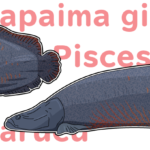 生きた化石！南米アマゾン最大の淡水魚ピラルクー
